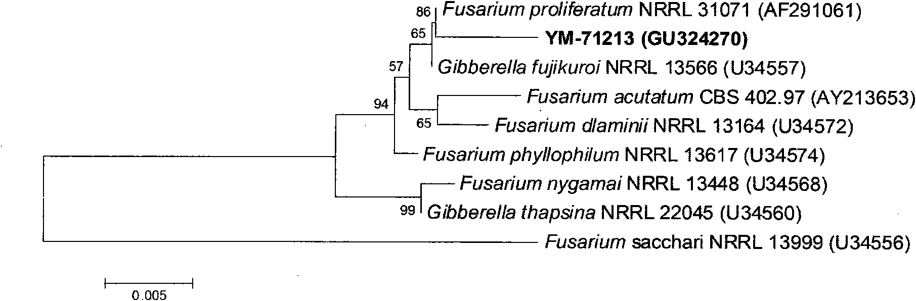 Fusarium prolifertum