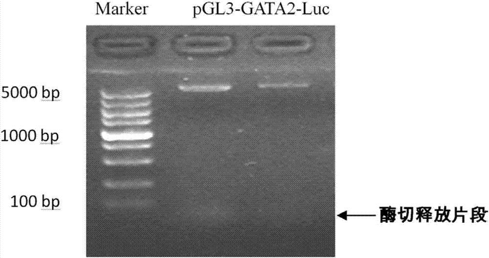 GATA2 protein binding DNA fragment and application in GATA2 activity detection