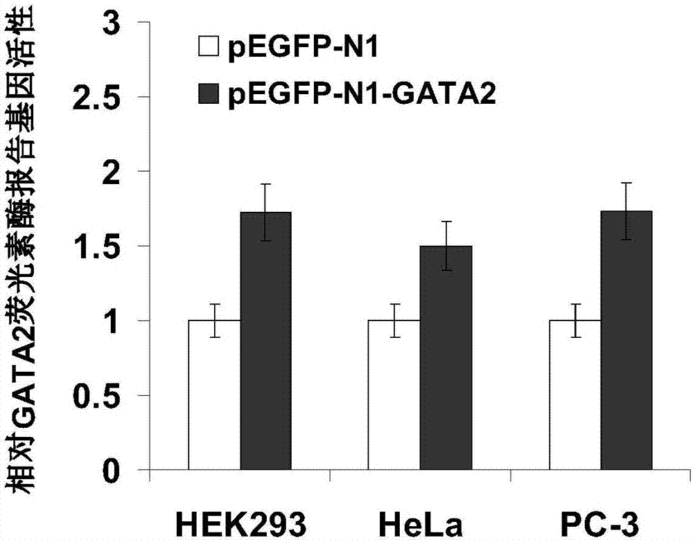 GATA2 protein binding DNA fragment and application in GATA2 activity detection