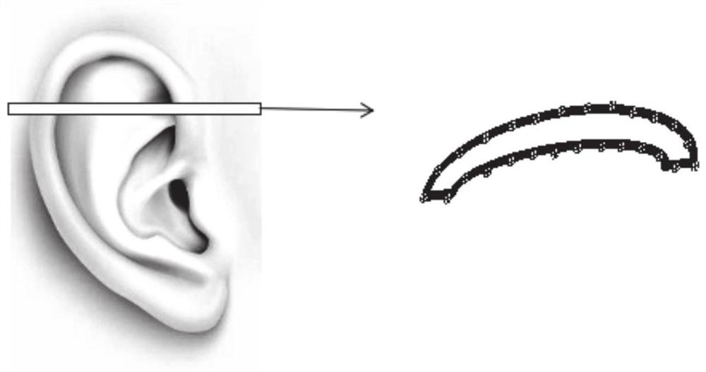 Ear skin surface area calculation method and system based on ear three-dimensional model