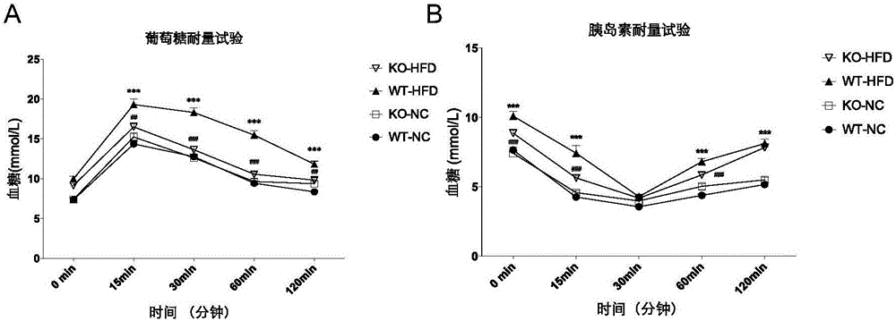 Function of tumor progress site 2 in treatment of fatty liver and type 2 diabetes as well as application thereof