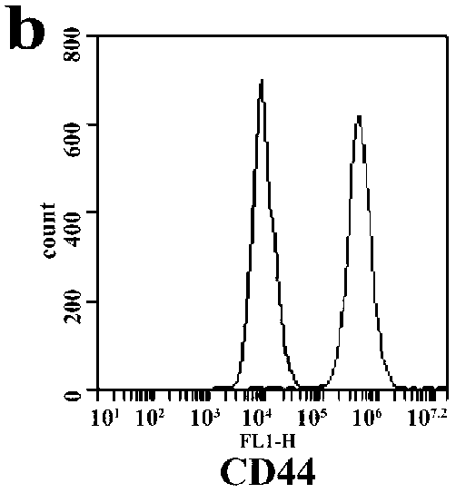 Extracting method and special culture medium for rat omentum majus adipose source mesenchymal stem cells