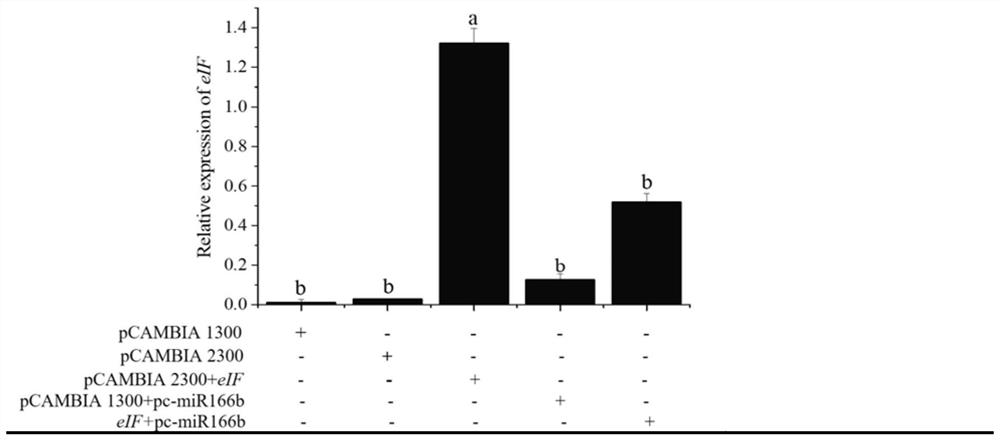 MiRNA related to ammonium nitrogen response of woody plant and application of miRNA