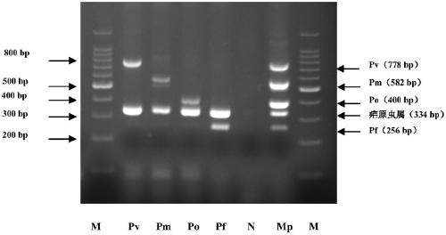 Chimeric primer multiplex PCR molecular detection kit and detection method for simultaneous detection of malaria species