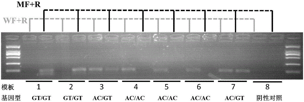 Primers for rapidly identifying bemisia tabaci sodium ion channel gene mutation T929V and application thereof