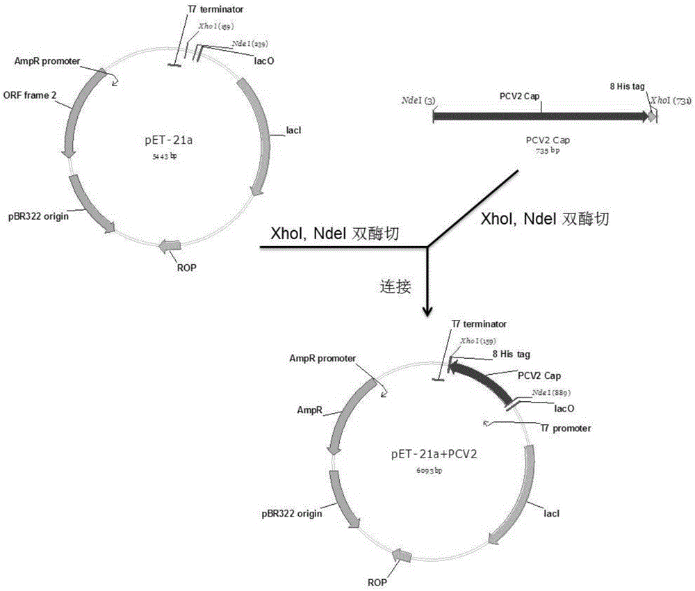 Porcine circovirus type-II genetic engineering subunit vaccine and application thereof