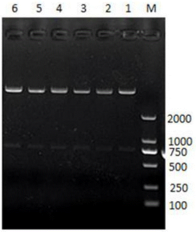 Porcine circovirus type-II genetic engineering subunit vaccine and application thereof