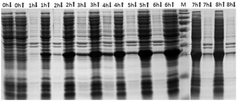 Porcine circovirus type-II genetic engineering subunit vaccine and application thereof