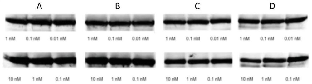 Genetically engineered cells sensitive to clostridial neurotoxins