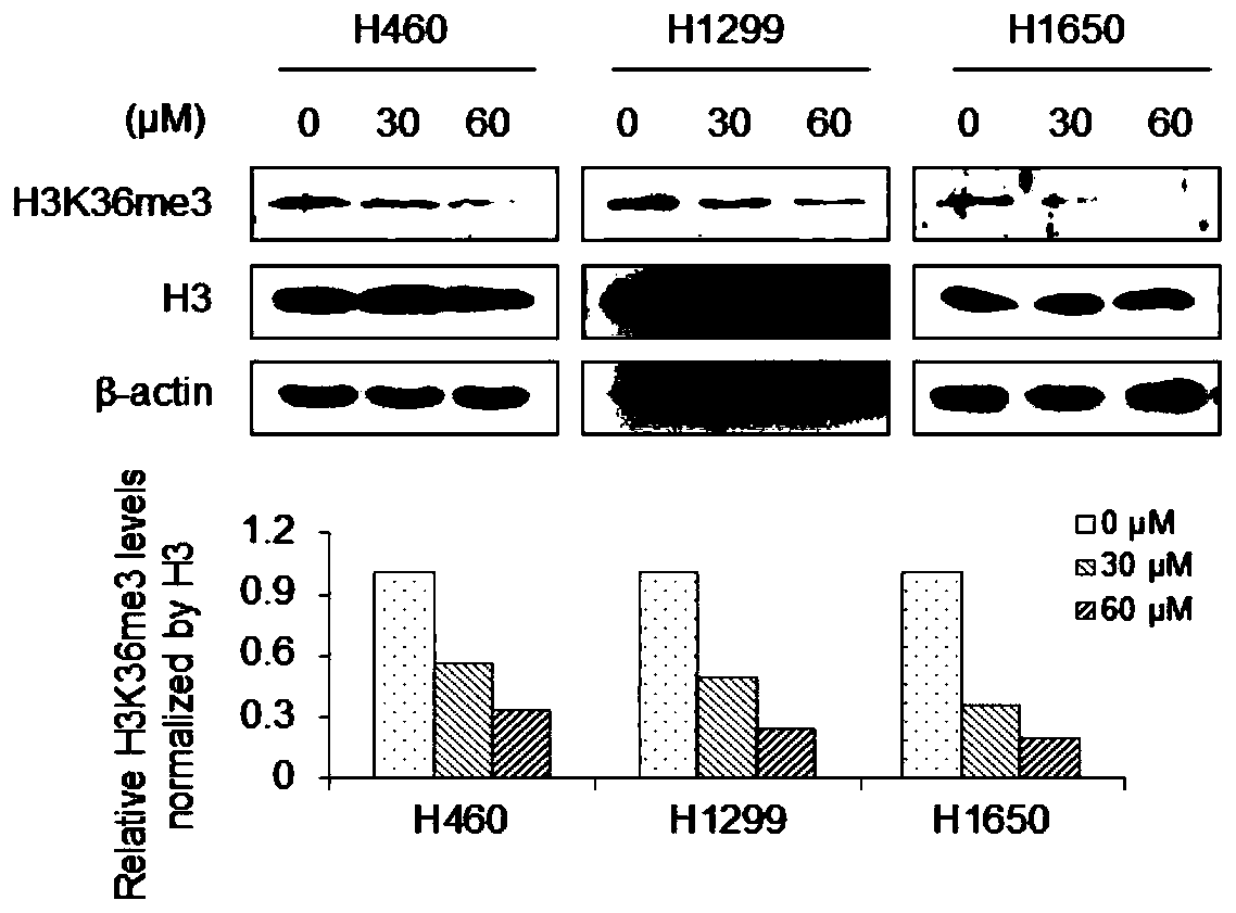 A compound c6 as an inhibitor of histone methyltransferase nsd3 activity and its application