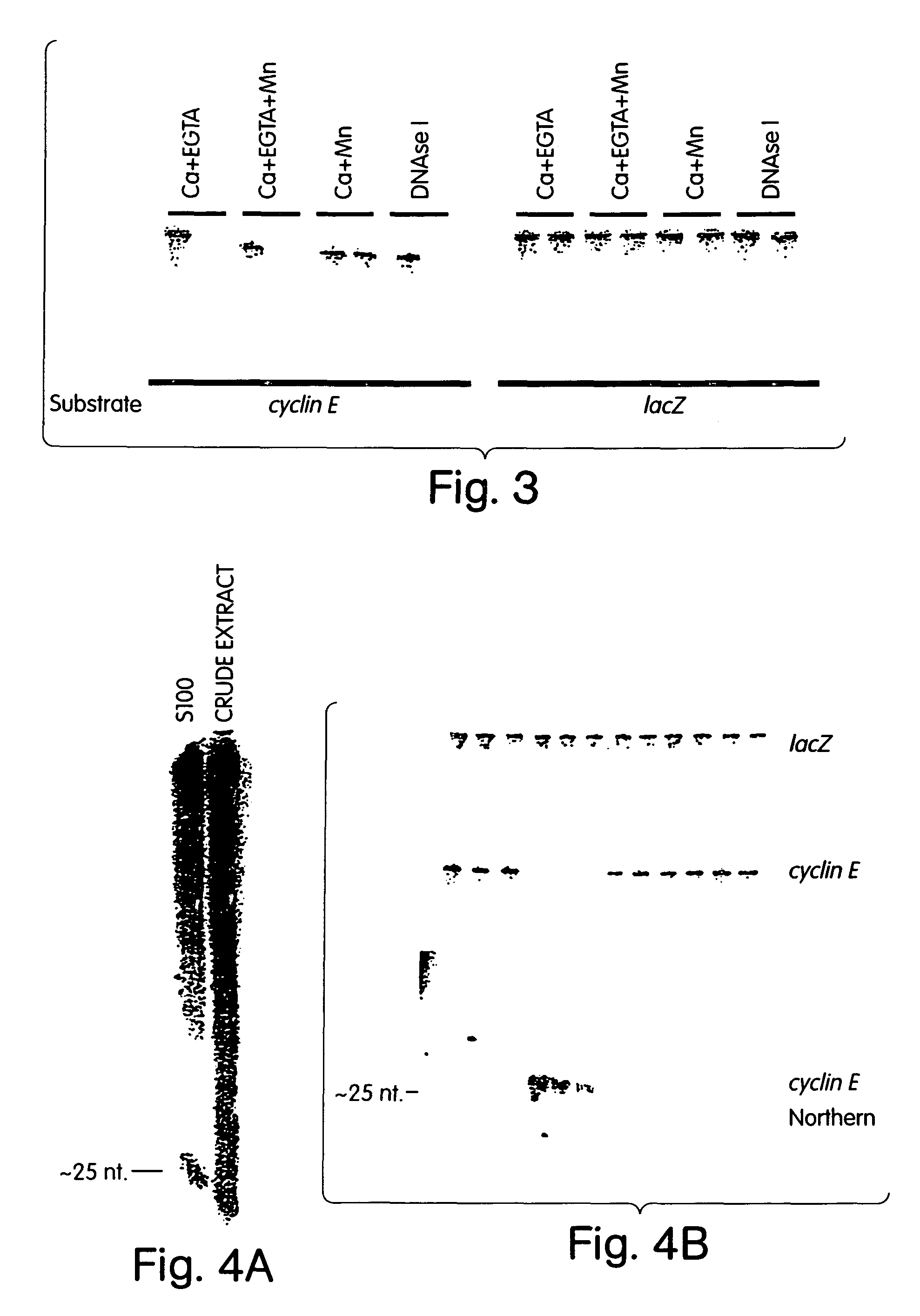 Methods and compositions for RNA interference using recombinant Dicer and Argonaut