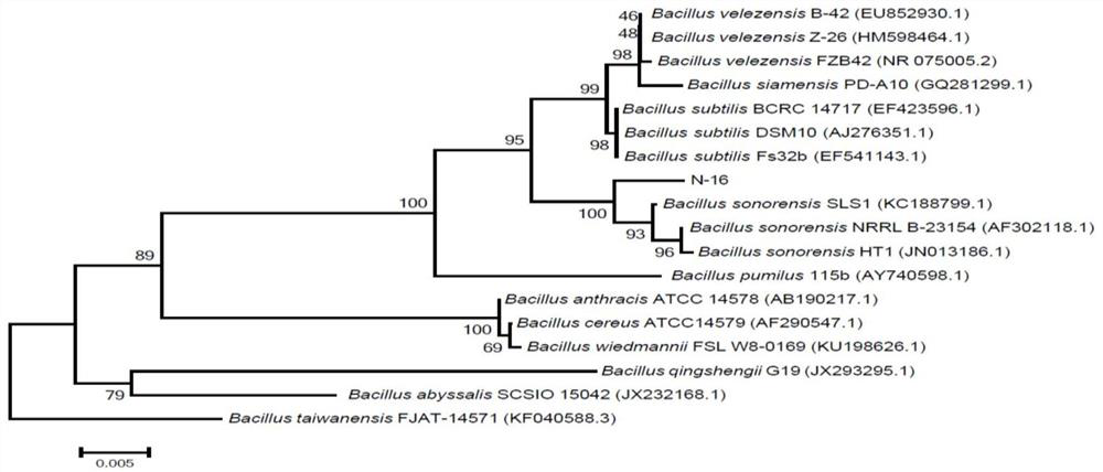 A kind of microbial agent yf beneficial to the growth of corn in saline-alkali land and its application