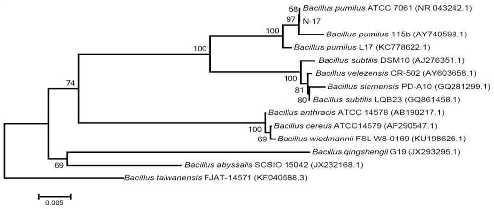 A kind of microbial agent yf beneficial to the growth of corn in saline-alkali land and its application