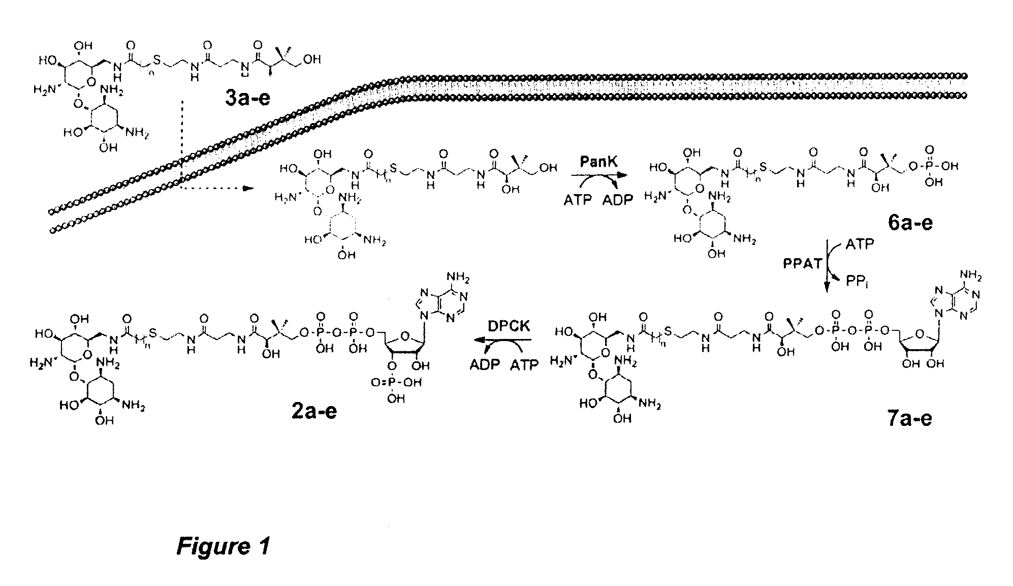 Compounds for use in the treatment of bacterial infection