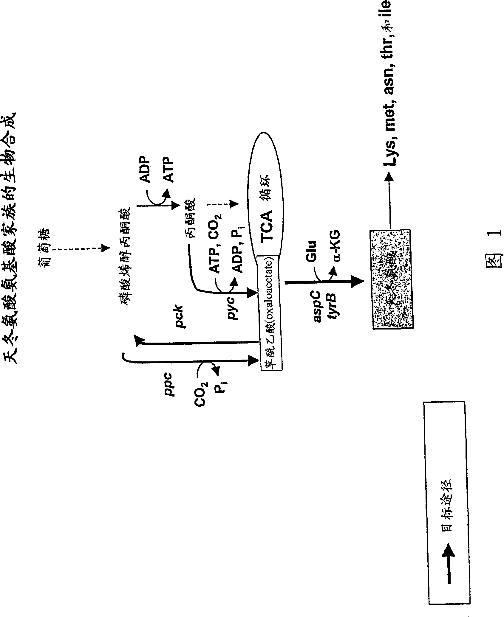 Methods and compositions for amino acid production