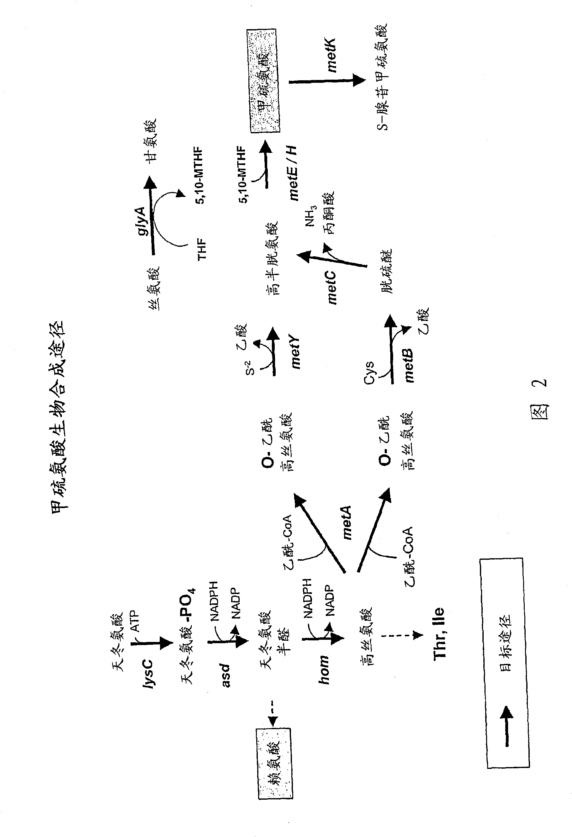 Methods and compositions for amino acid production