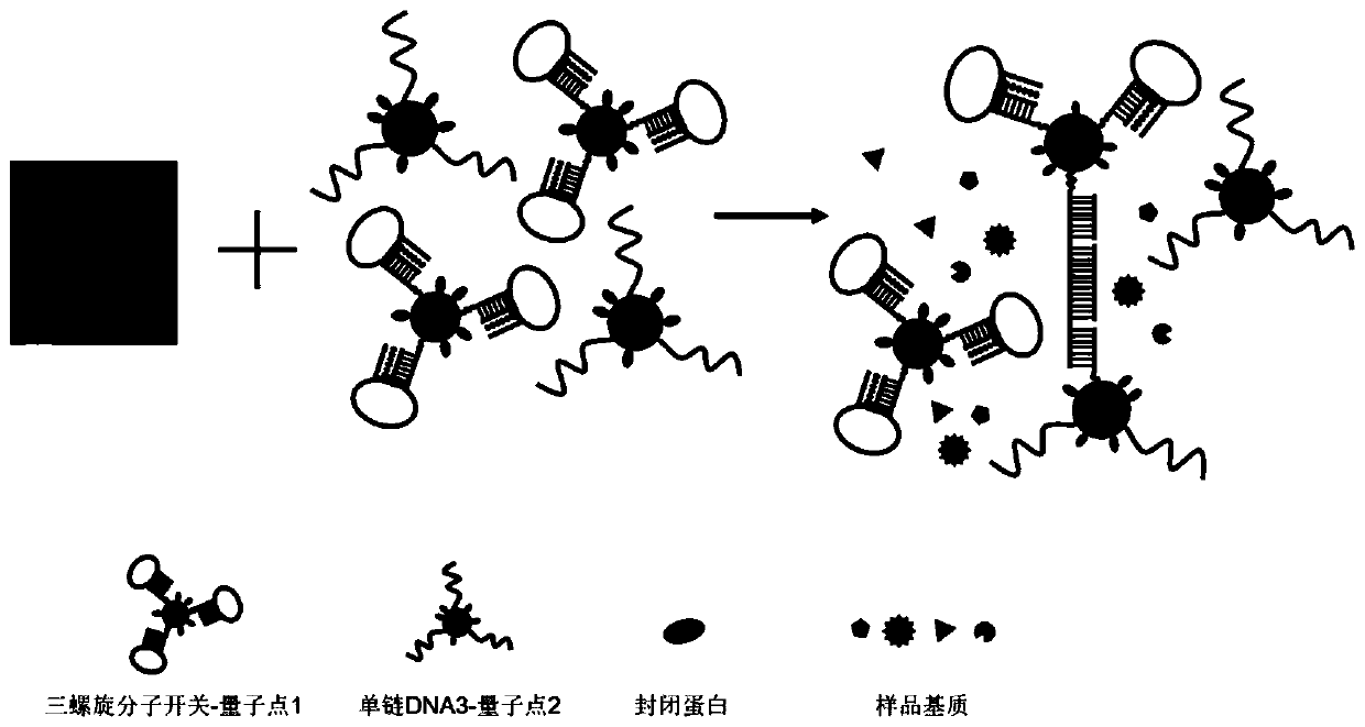 Analysis method of circulating tumor DNA (deoxyribonucleic acid) at single-molecule level