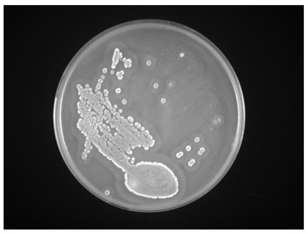 A Streptomyces ccpm7649 with potent anticancer activity and its application