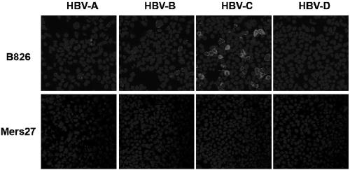 Neutralizing antibody B826 of hepatitis b virus and application of neutralizing antibody B826