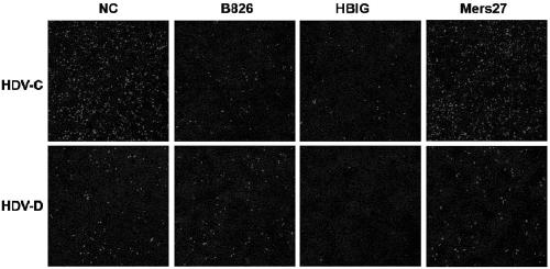 Neutralizing antibody B826 of hepatitis b virus and application of neutralizing antibody B826