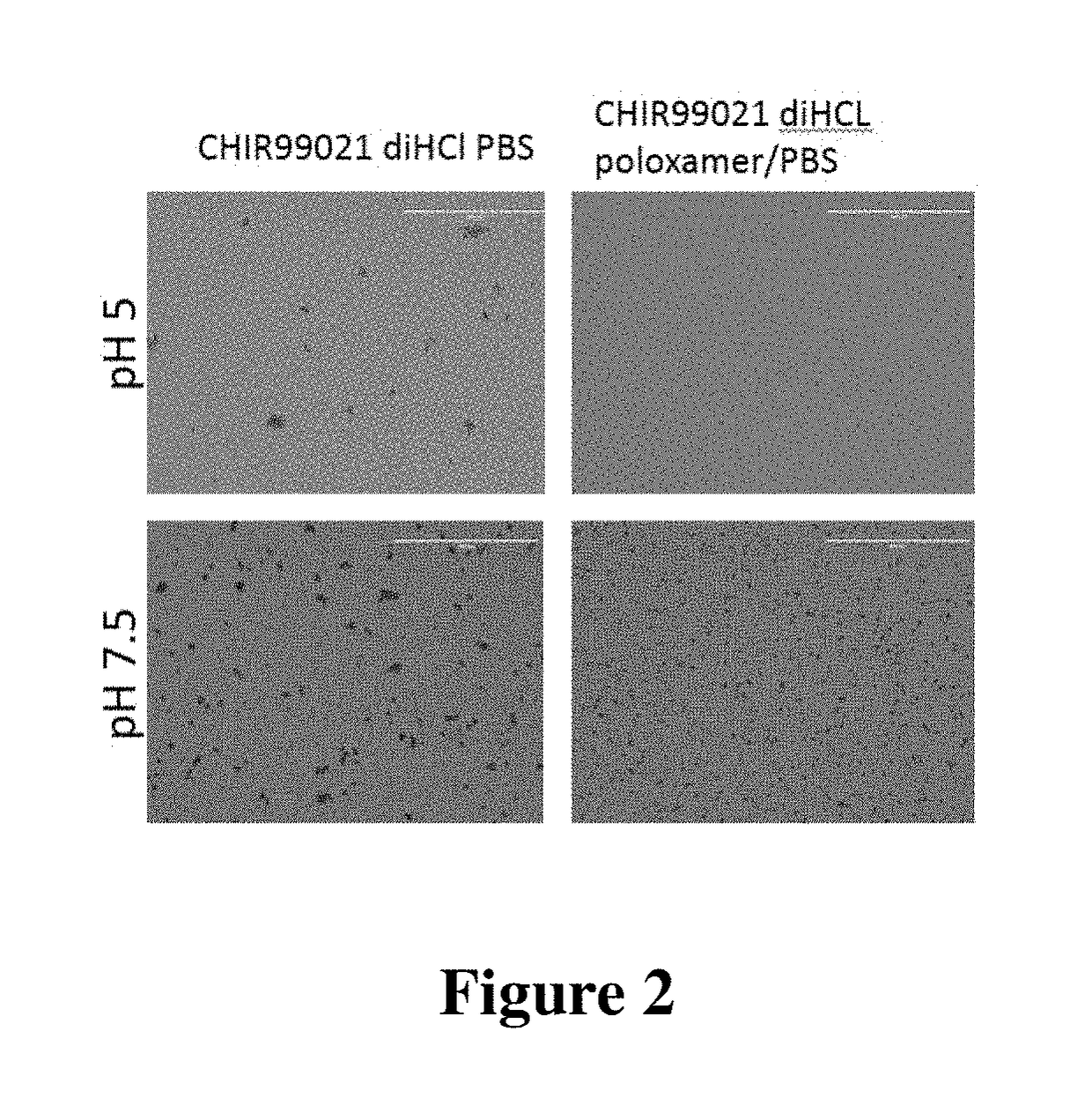 Solubilized compositions for controlled proliferation of stem cells / generating inner ear hair cells using GSK3 inhibitors: I