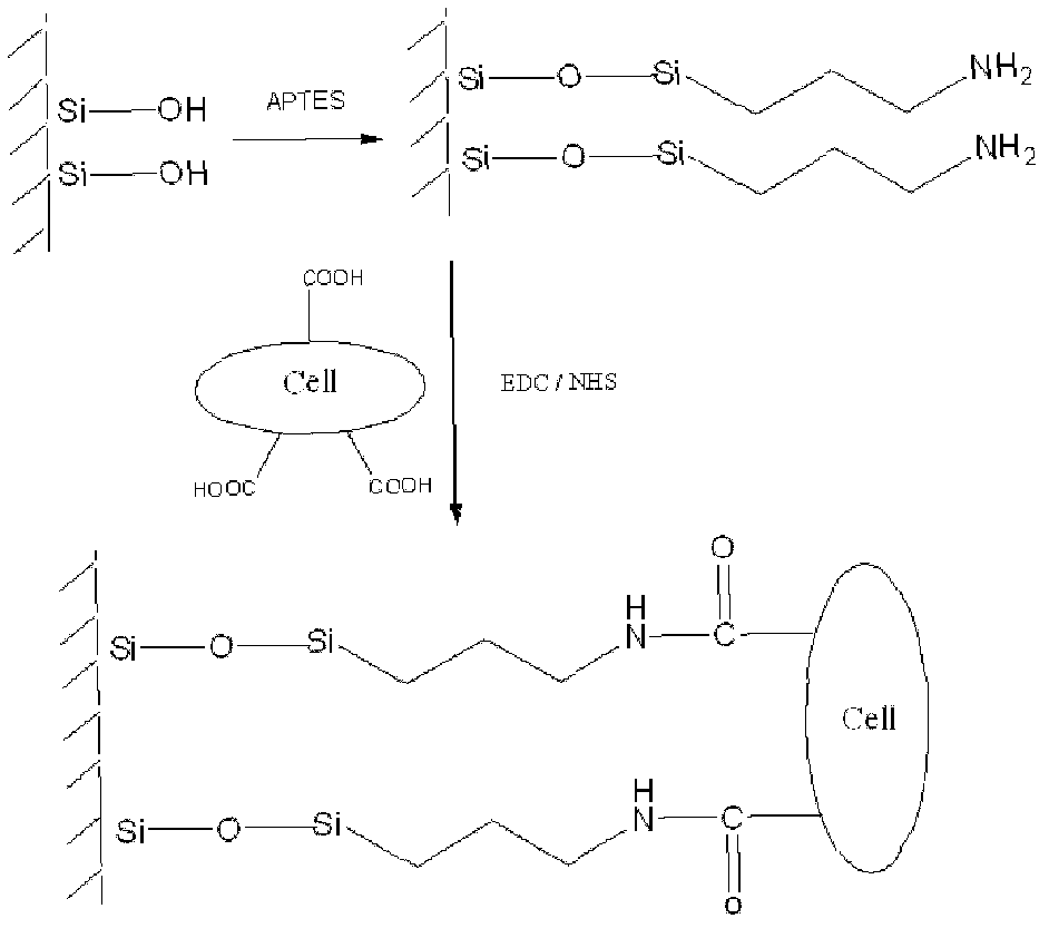 Immobilized modification method for plant suspension cells