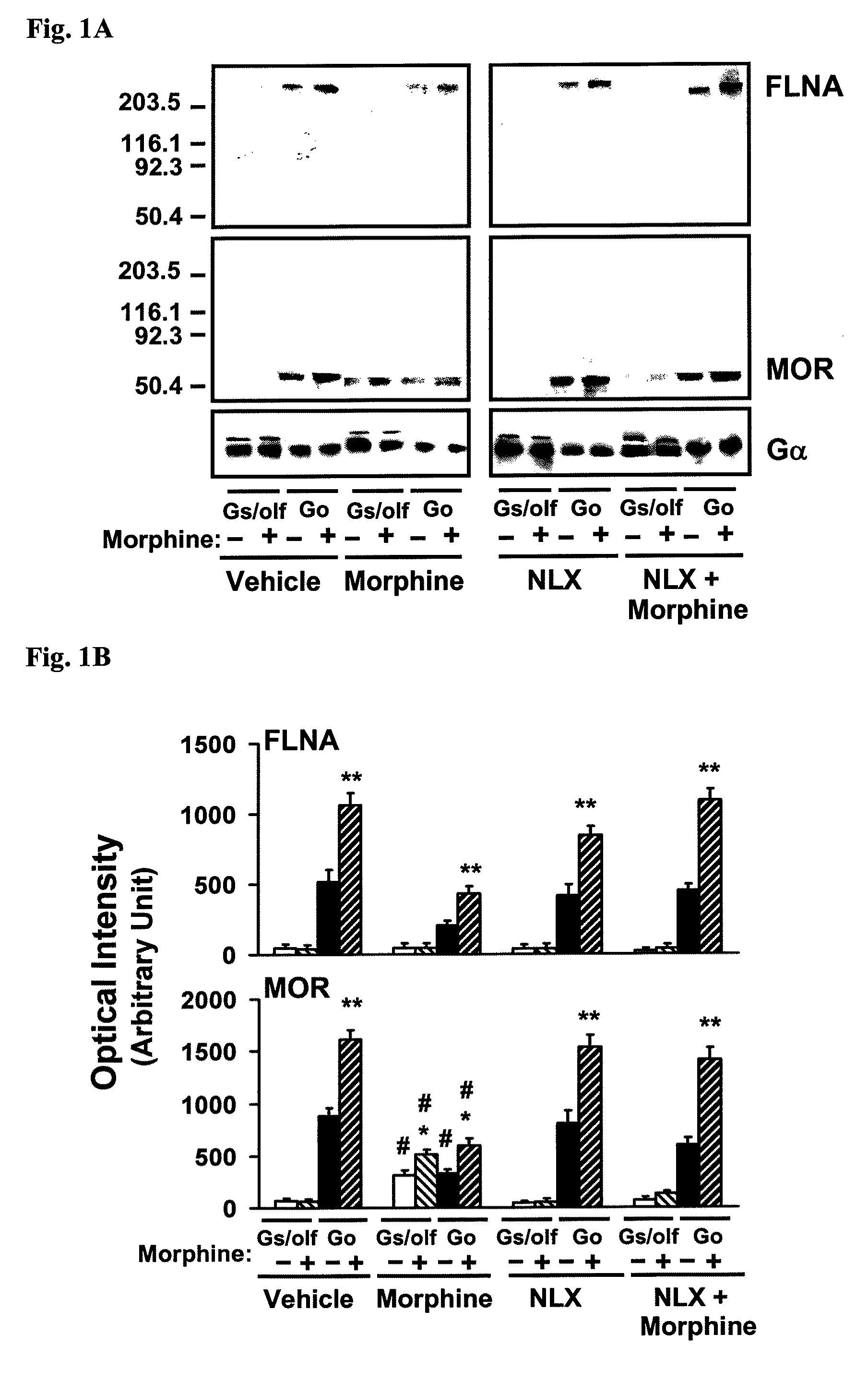 Analgesia with minimal tolerance and dependence by a mu opioid receptor agonist that also binds filamin a