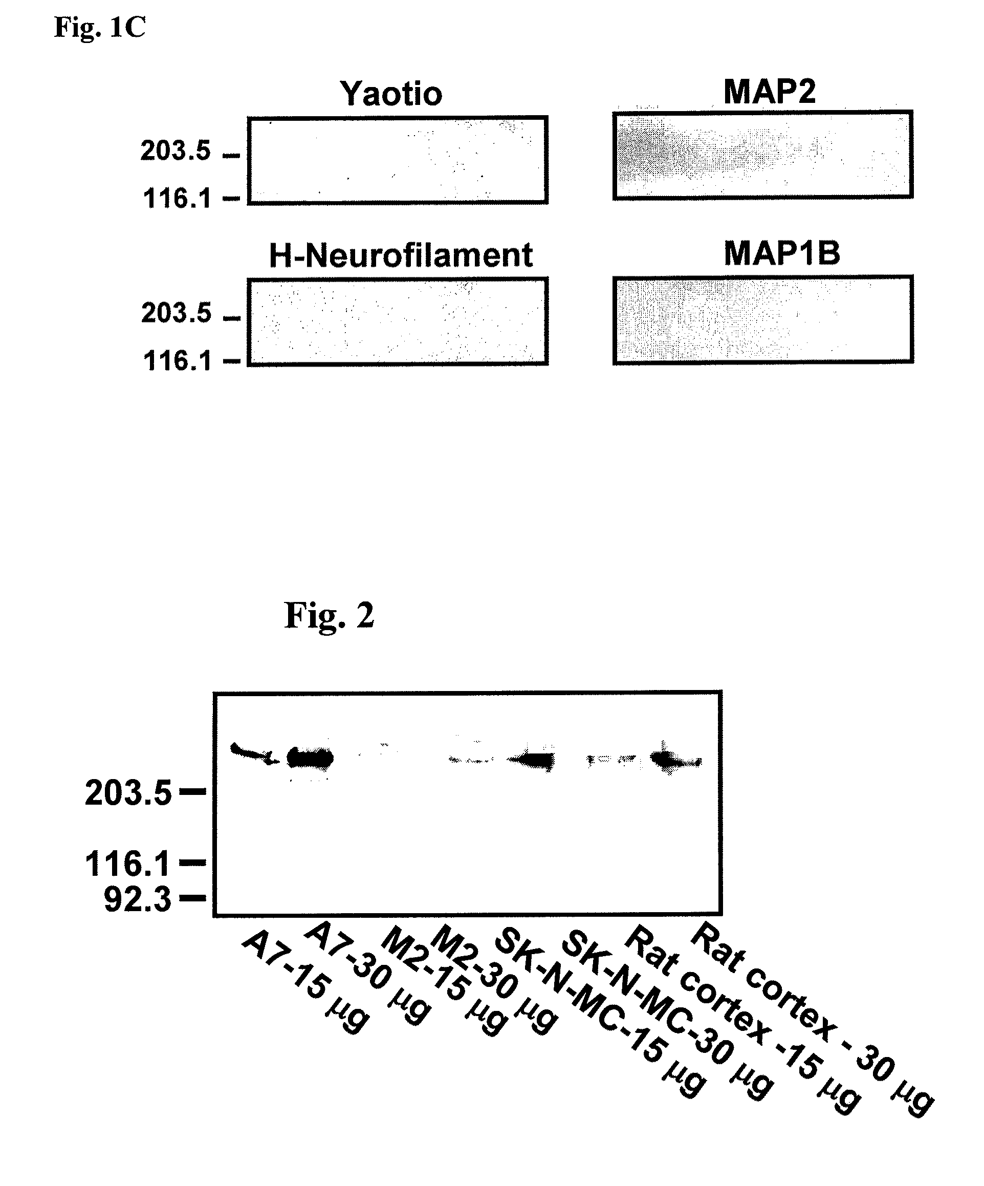 Analgesia with minimal tolerance and dependence by a mu opioid receptor agonist that also binds filamin a