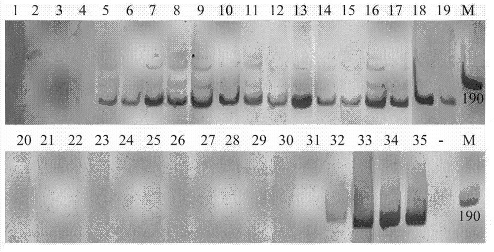 Specific molecular marker for panax ginseng and panax quinquefolius and identification method thereof