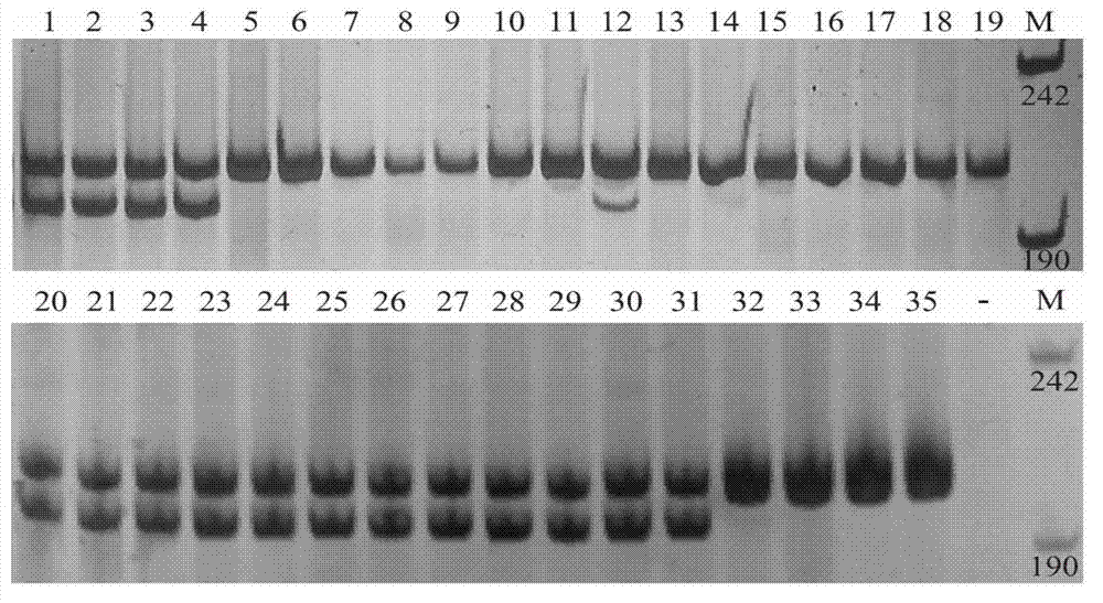 Specific molecular marker for panax ginseng and panax quinquefolius and identification method thereof