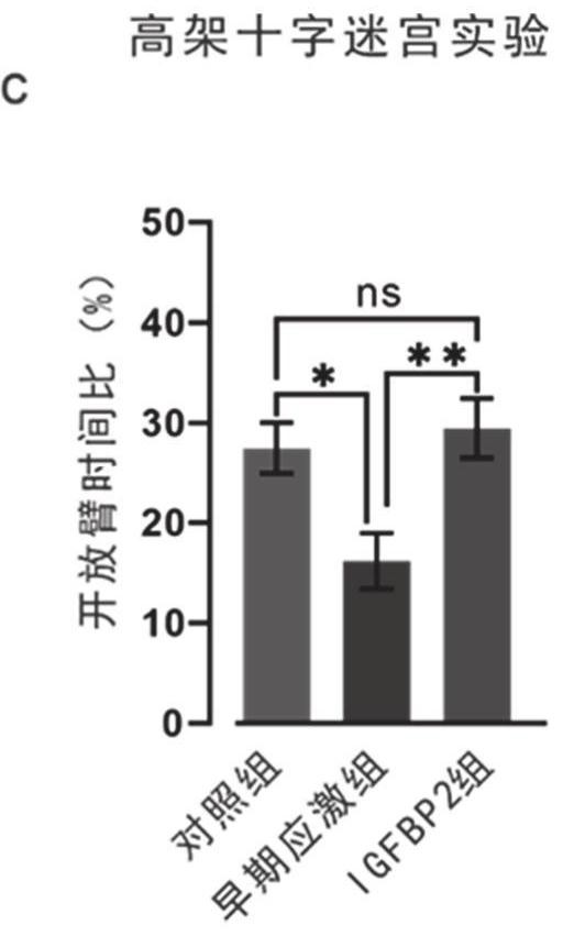 Application of insulin-like growth factor binding protein 2 in preparation of medicine for resisting mental disorder caused by early life stress
