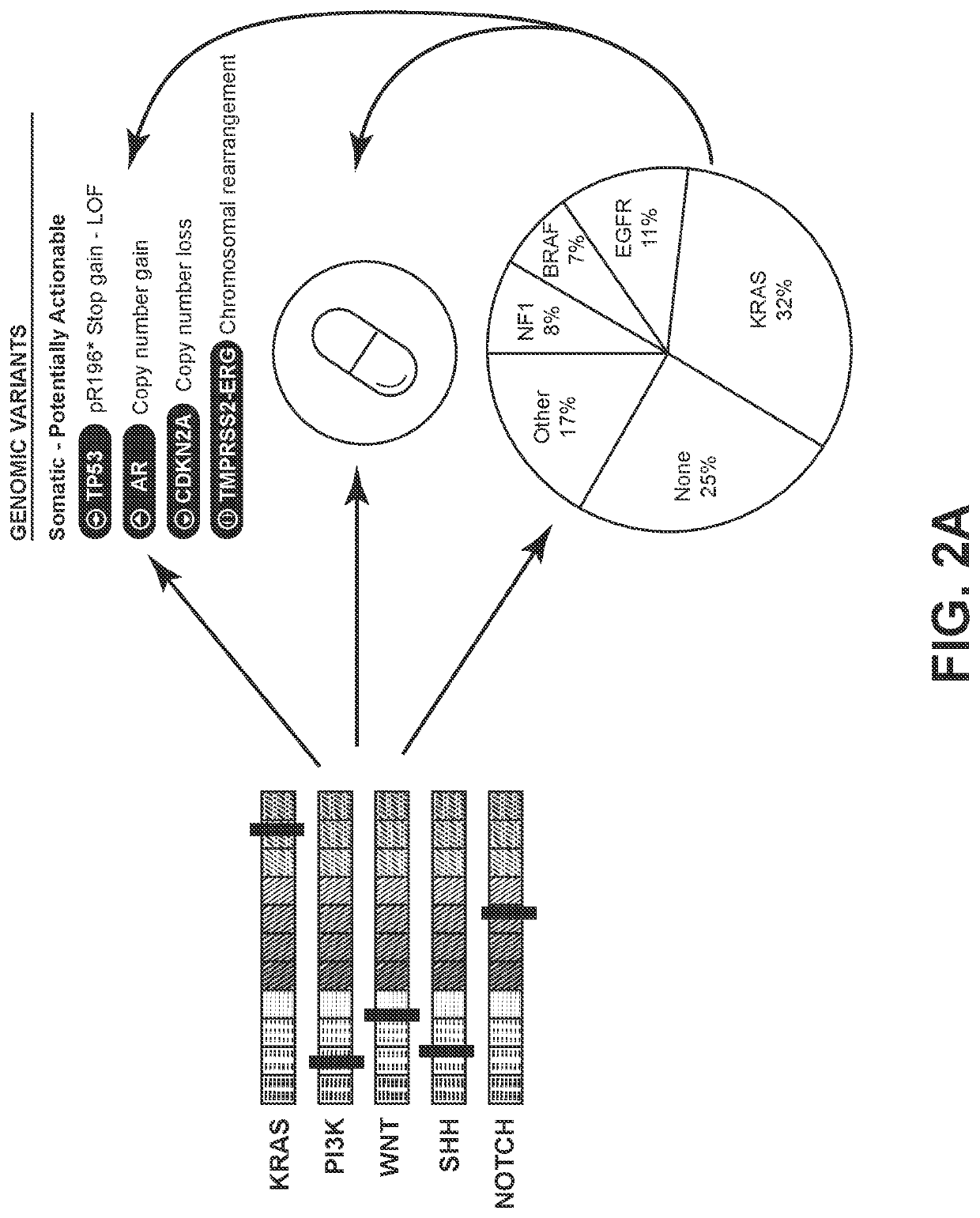 Systems and methods for detecting cellular pathway dysregulation in cancer specimens