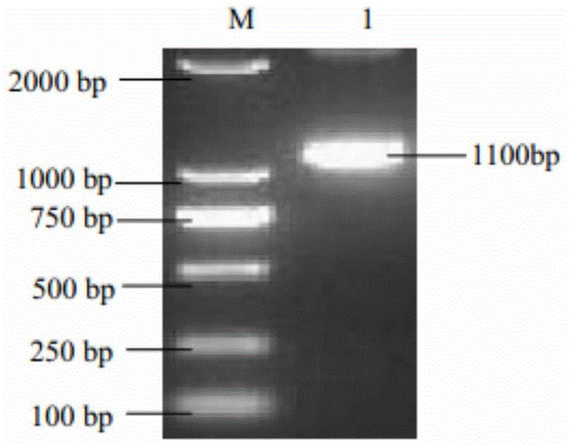 Pullorum disease salmonella spiC-rfaH double-gene knockout attenuated strain and DIVA vaccine application thereof