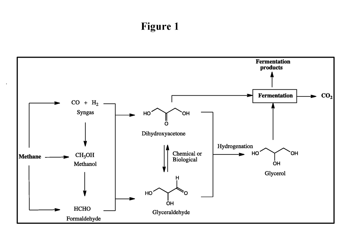 Biological fermentation using dihydroxyacetone as a source of carbon