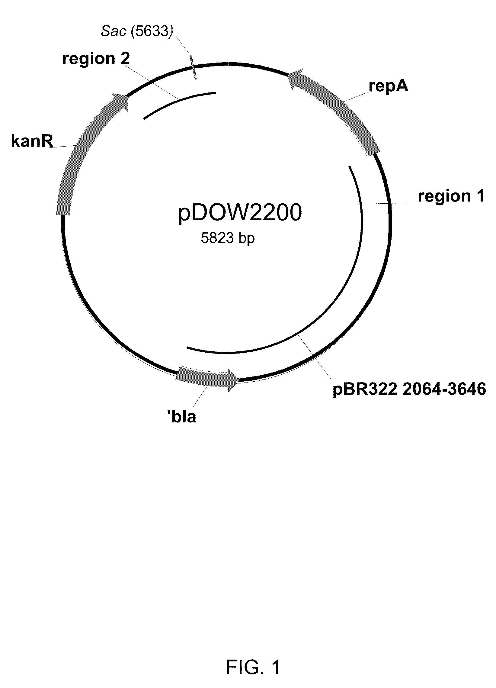 High copy number self-replicating plasmids in pseudomonas