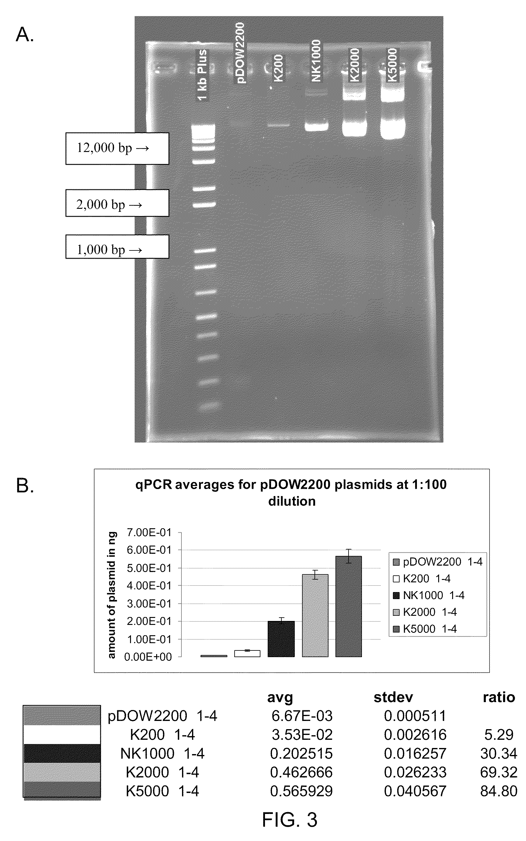 High copy number self-replicating plasmids in pseudomonas