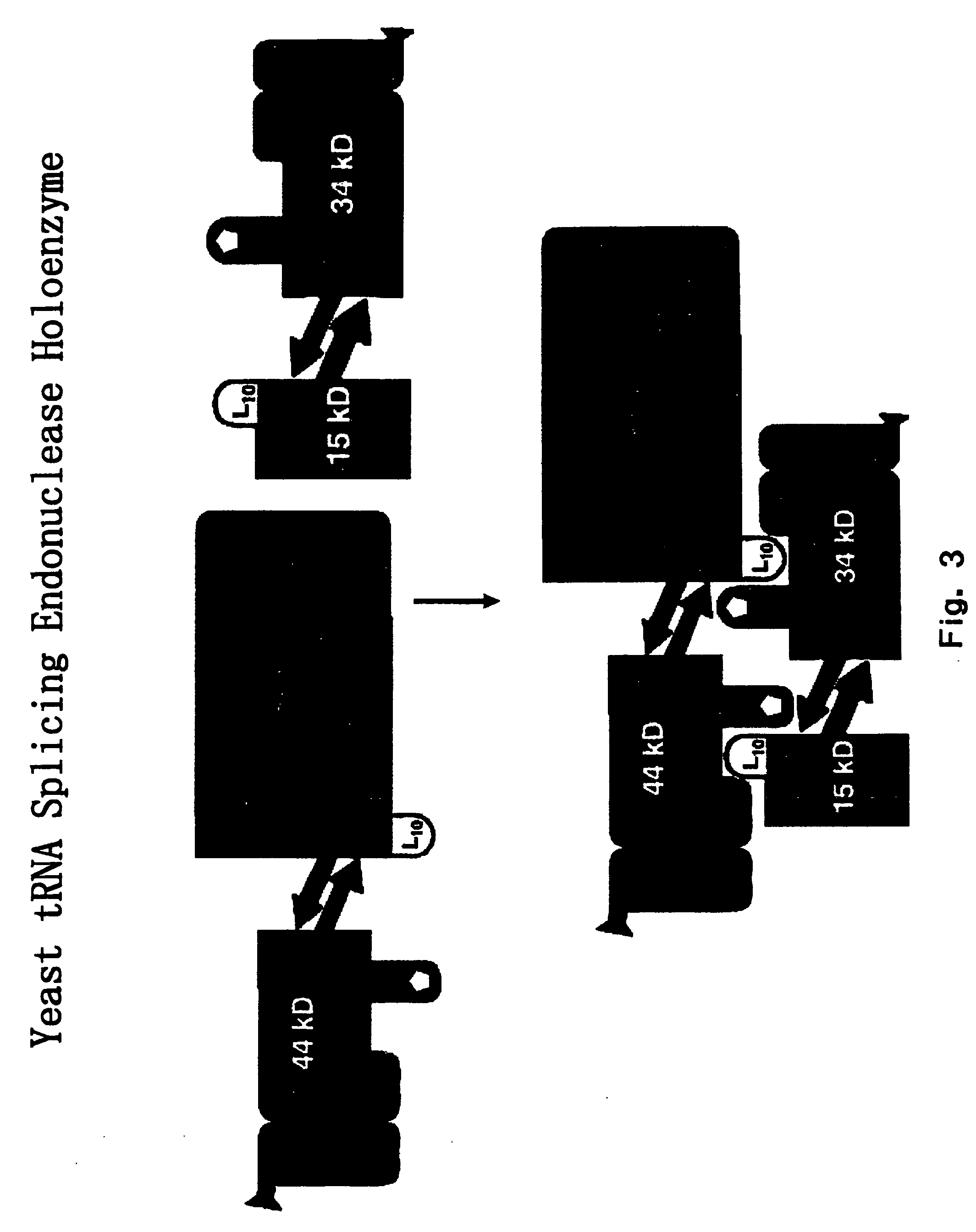 RNA processing protein complexes and uses thereof