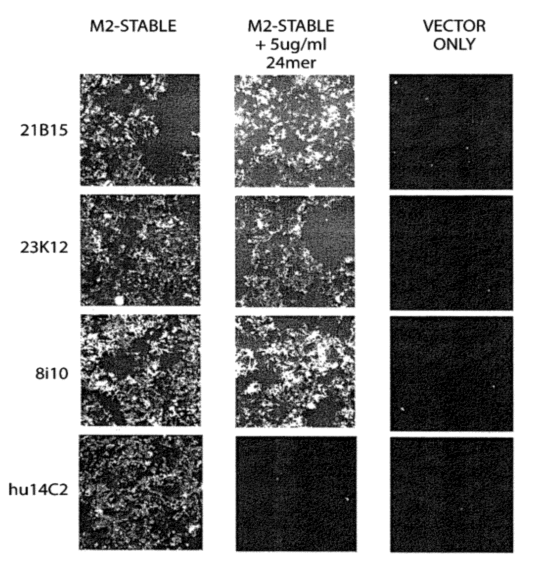 Compositions and Methods for the Therapy and Diagnosis of Influenza