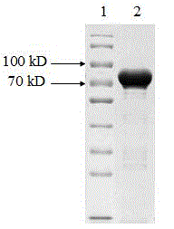 Purifying process for oral recombinant helicobacter pylori vaccine