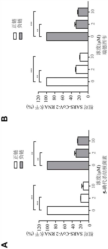 Application of adenosine kinase inhibitor in preparation of anti-coronavirus preparation