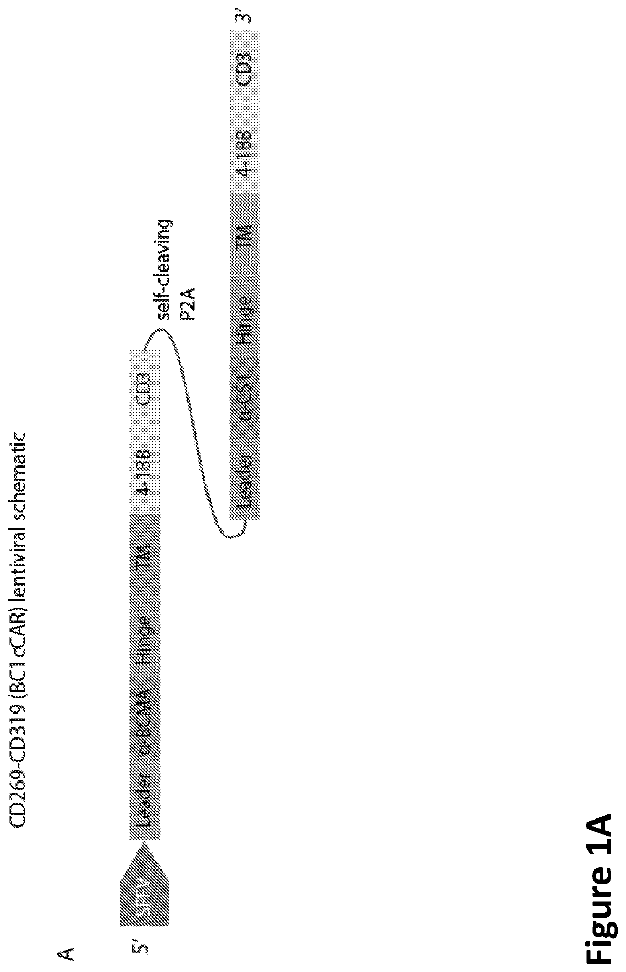 Compound Chimeric Antigen Receptor (CCAR) Targeting Multiple Antigents, Compositions and Methods of Use Thereof