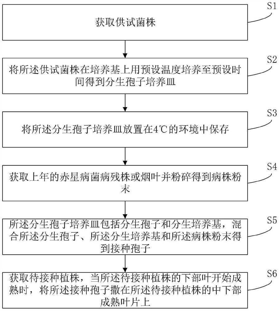 A kind of inoculation method of tobacco brown spot bacteria