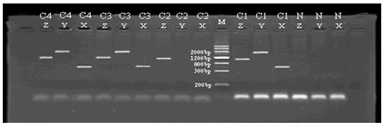 Method for deleting selective marker gene of transgenic poplar