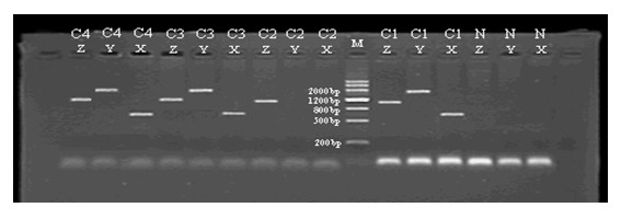 Method for deleting selective marker gene of transgenic poplar
