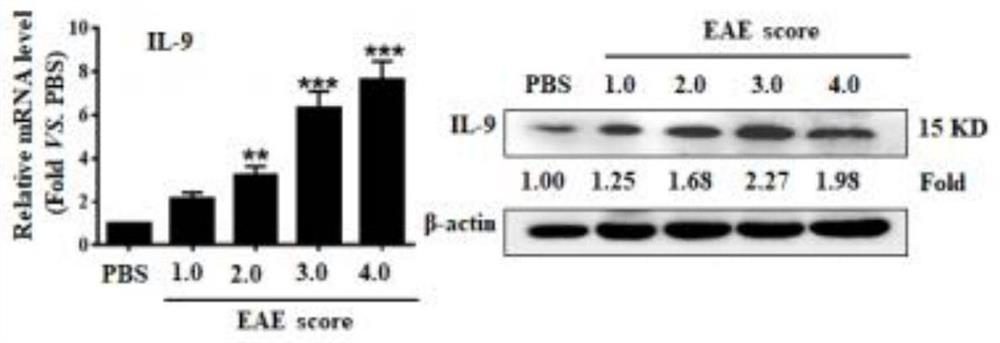 LncRNA targeting Notch1 gene and use of LncRNA