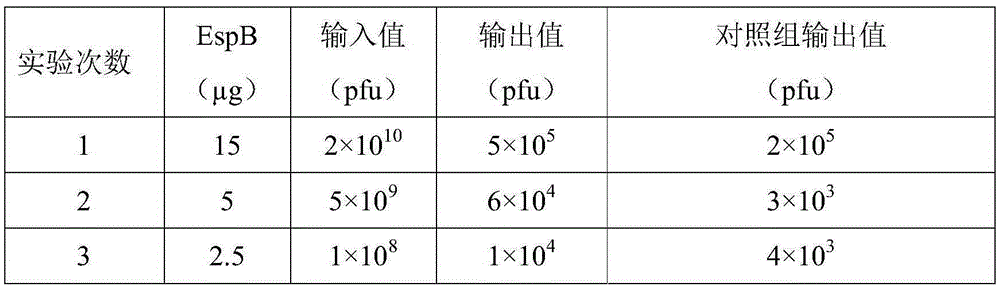 Polypeptide used for preventing and treating enteropathogenic Escherichia coli infection