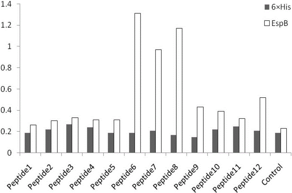 Polypeptide used for preventing and treating enteropathogenic Escherichia coli infection