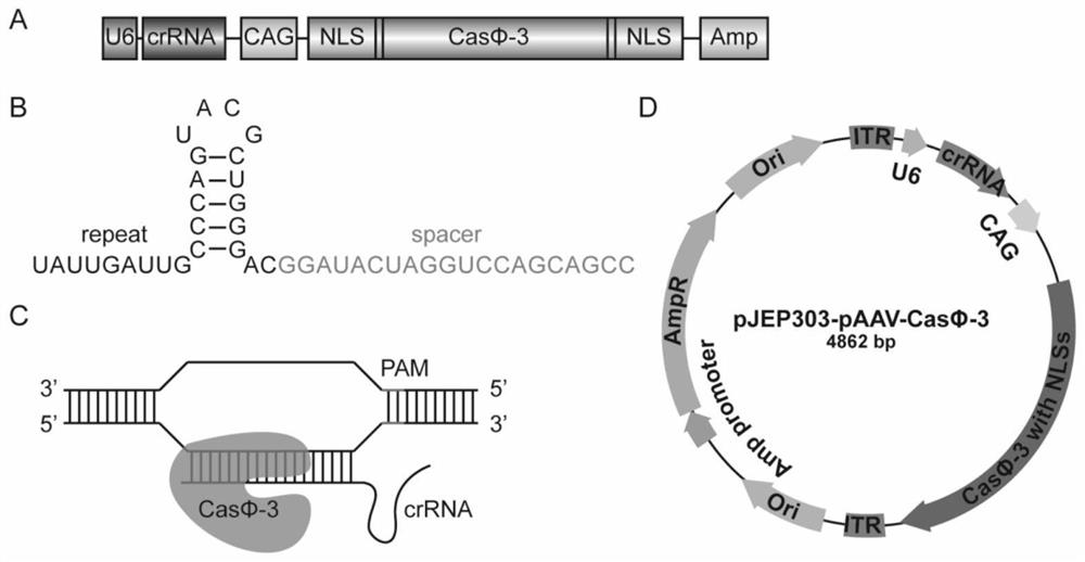 CRISPR-Casphi-based gene editing element and application thereof