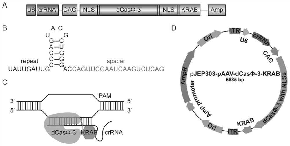 CRISPR-Casphi-based gene editing element and application thereof