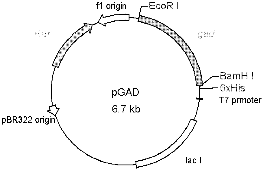 Glutamate decarboxylase (GAD) thermally-stable variant G56P gene and application thereof